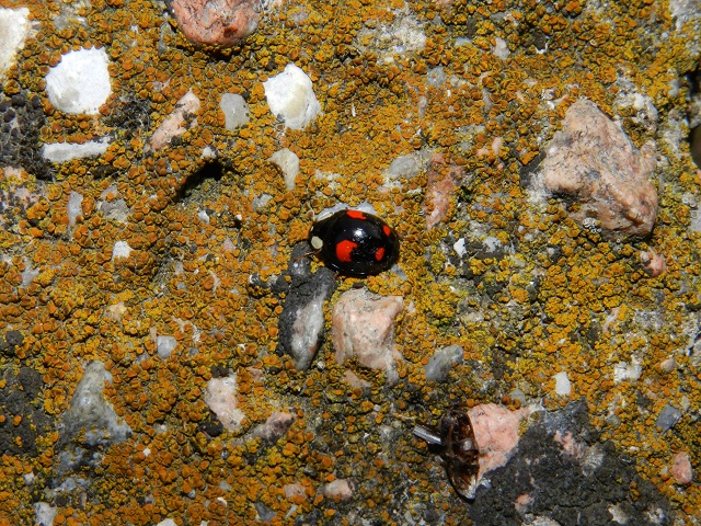 Adalia bipunctata